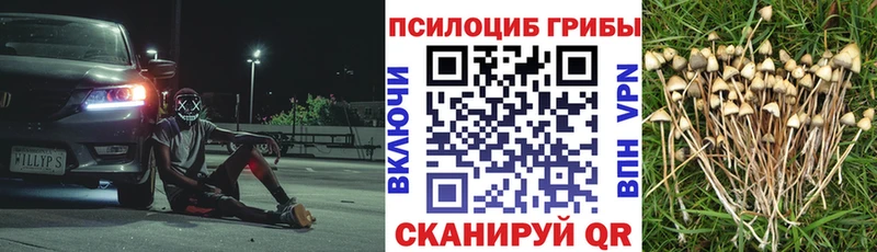 kraken онион  Удачный  Галлюциногенные грибы Psilocybine cubensis 